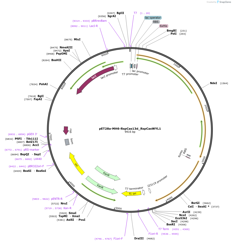 108304-plasmid-map-sequence-id-208500