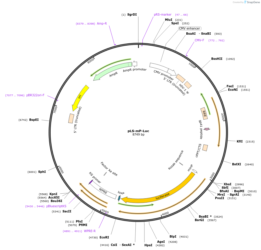 106253-plasmid-map-sequence-id-208513