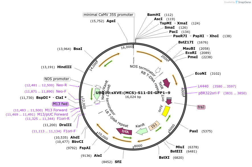 108260-plasmid-map-sequence-id-208519