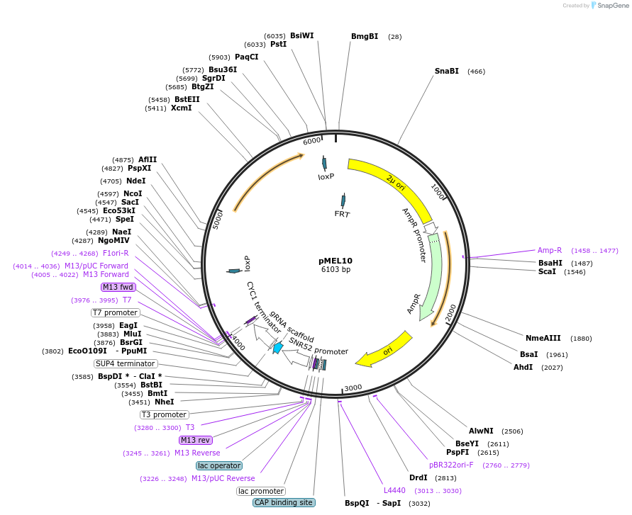 107916-plasmid-map-sequence-id-208520