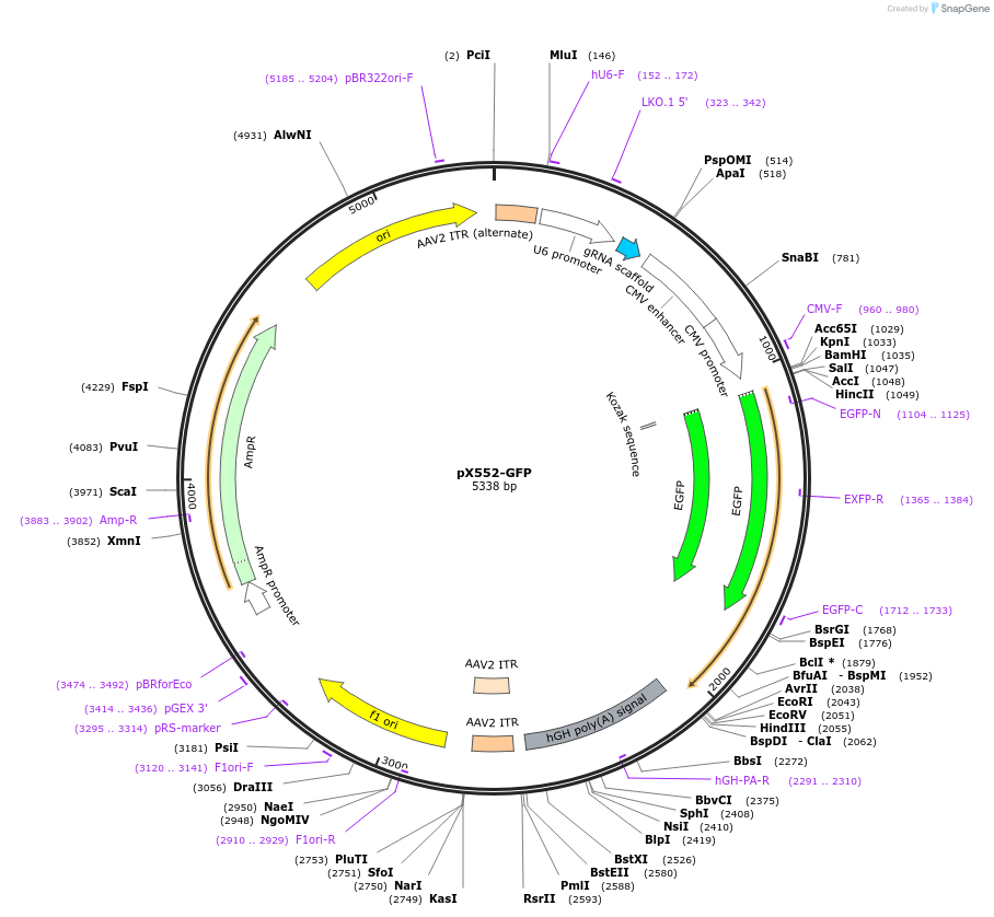 107023-plasmid-map-sequence-id-208521