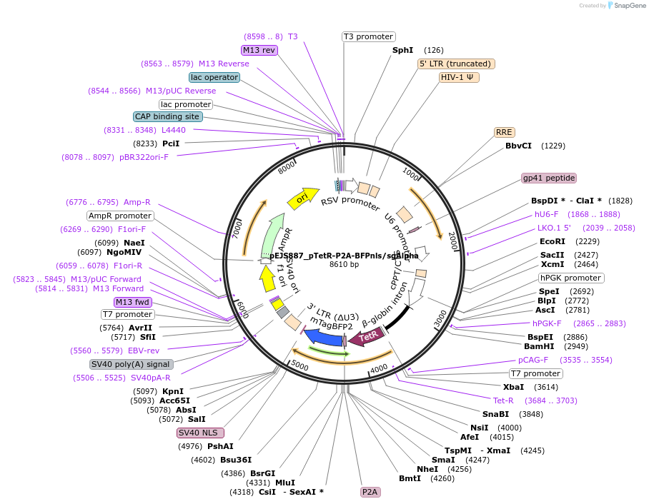 108651-plasmid-map-sequence-id-208523