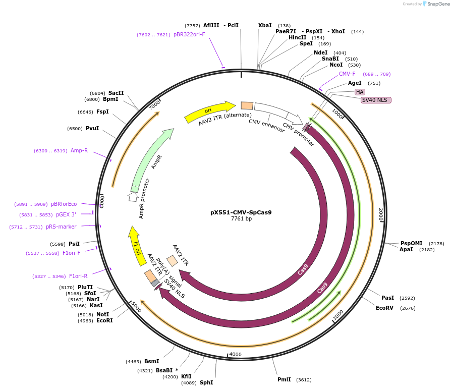 107024-plasmid-map-sequence-id-208524