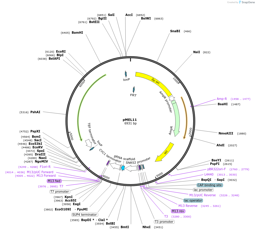 107917-plasmid-map-sequence-id-208525