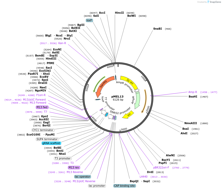 107919-plasmid-map-sequence-id-208527