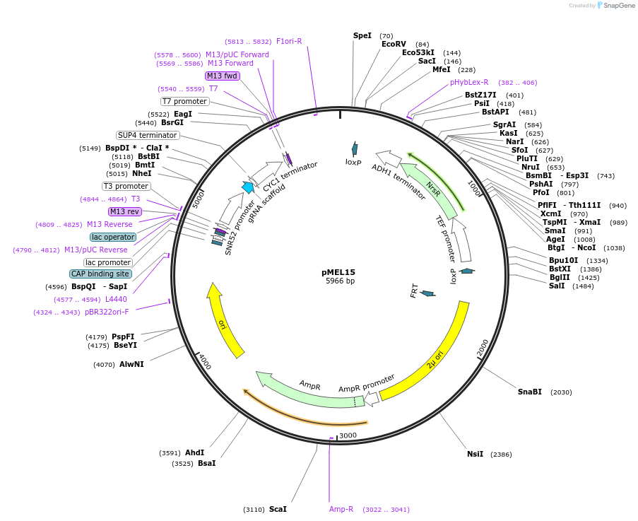 107921-plasmid-map-sequence-id-208531