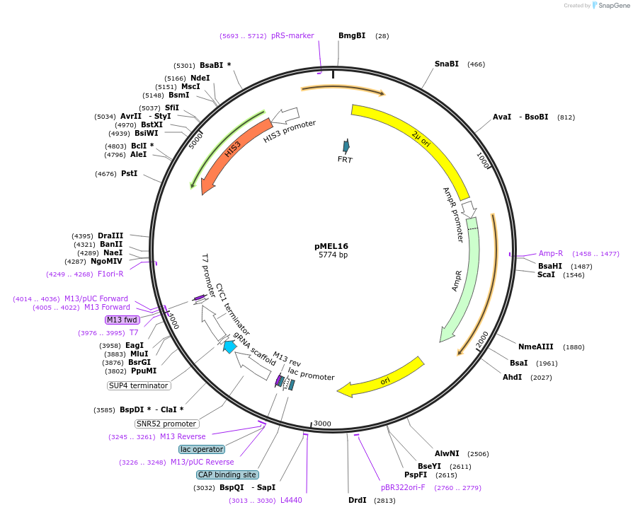 107922-plasmid-map-sequence-id-208534