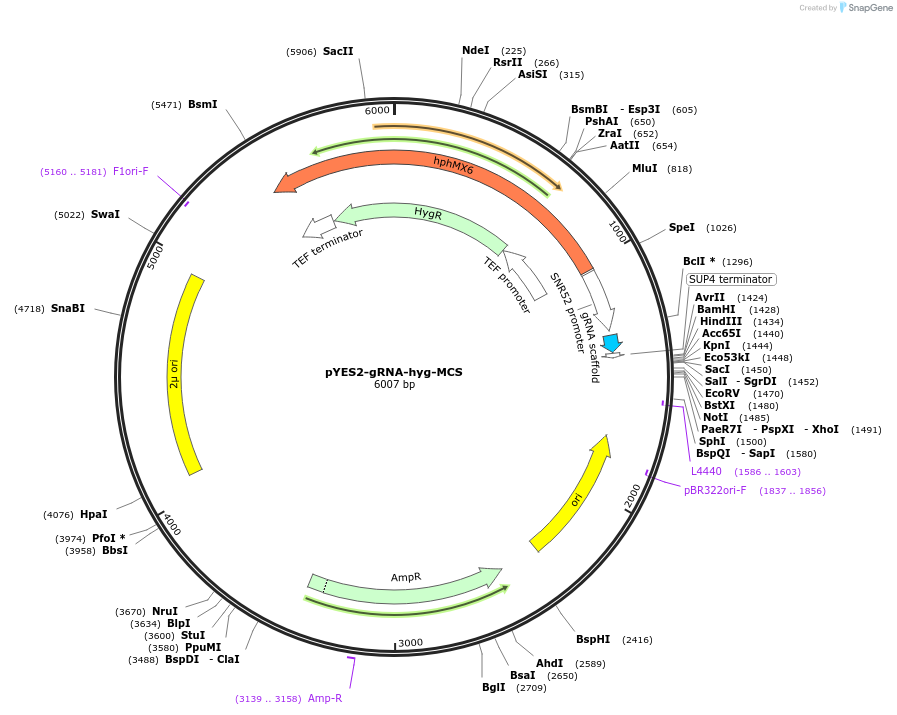 107734-plasmid-map-sequence-id-208539