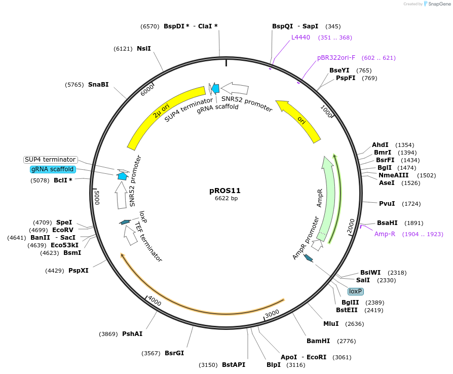 107925-plasmid-map-sequence-id-208540