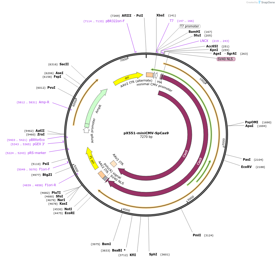 107031-plasmid-map-sequence-id-208545