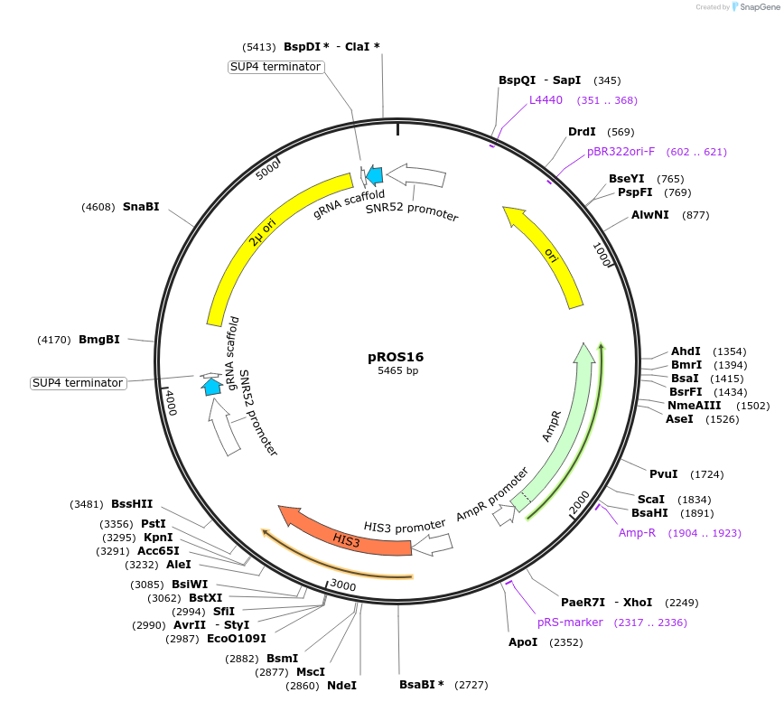 107930-plasmid-map-sequence-id-208546