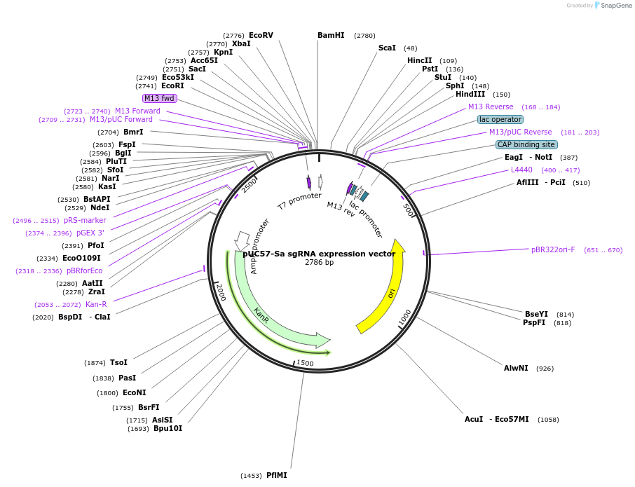 107720-plasmid-map-sequence-id-208548