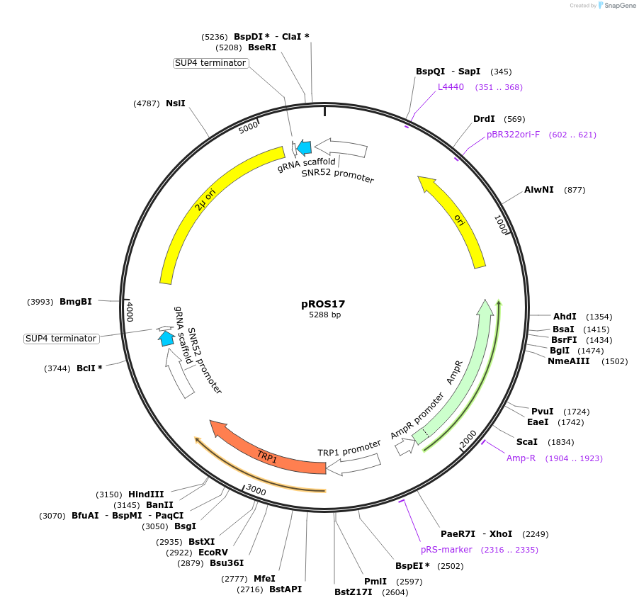 107931-plasmid-map-sequence-id-208549
