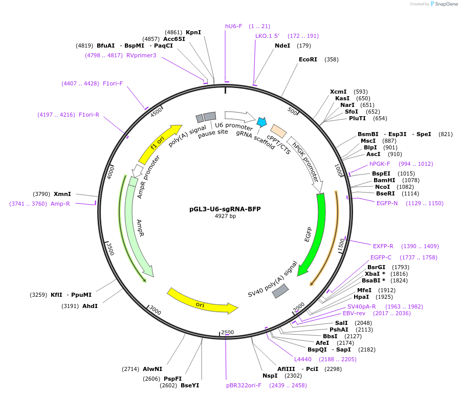 107722-plasmid-map-sequence-id-208550