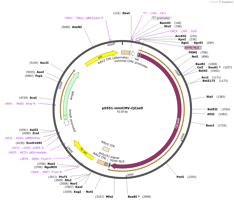 107033-plasmid-map-sequence-id-208551