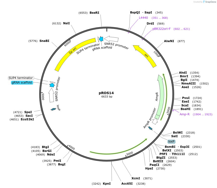 107928-plasmid-map-sequence-id-208554