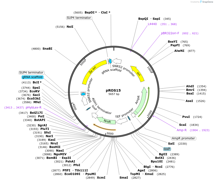 107929-plasmid-map-sequence-id-208556