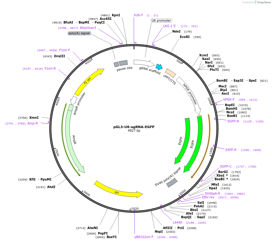 107721-plasmid-map-sequence-id-208561