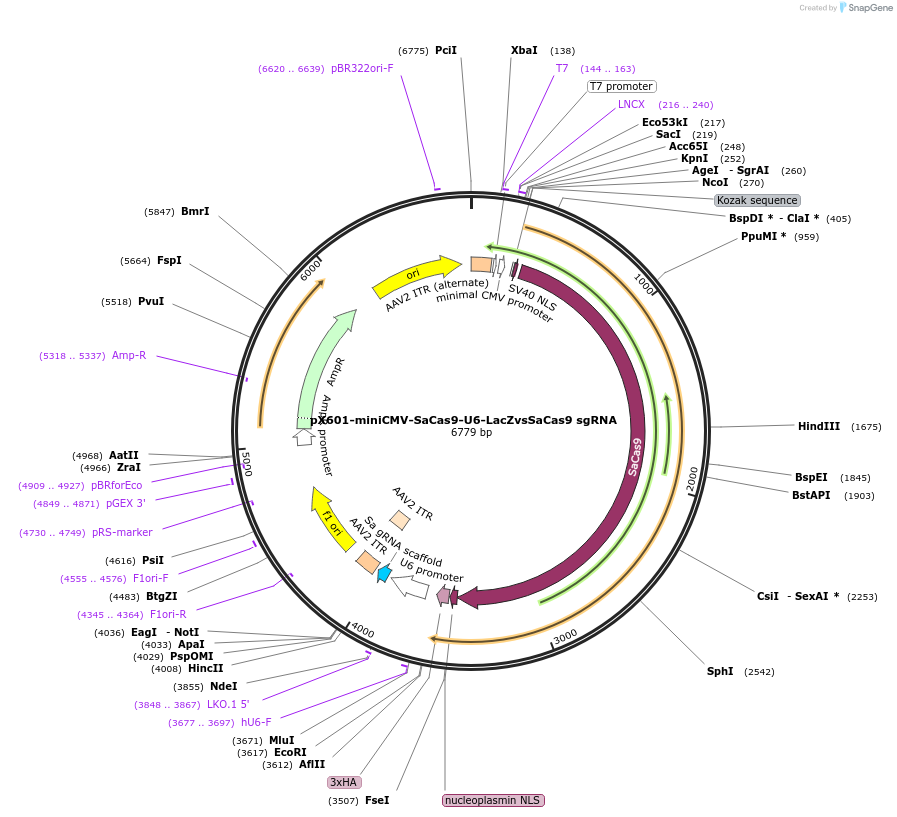 107049-plasmid-map-sequence-id-208585