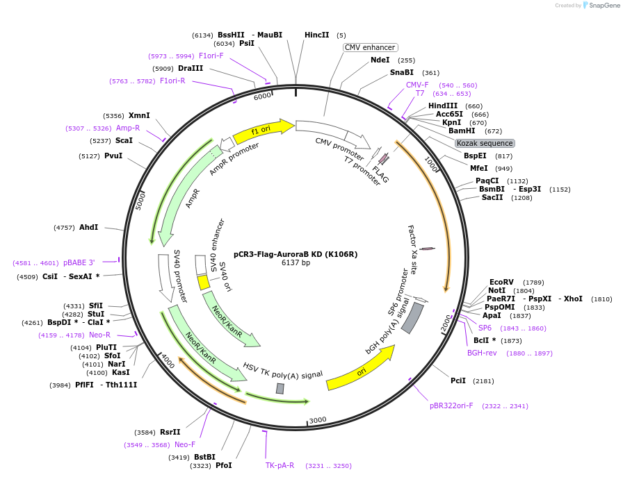 108488-plasmid-map-sequence-id-208602