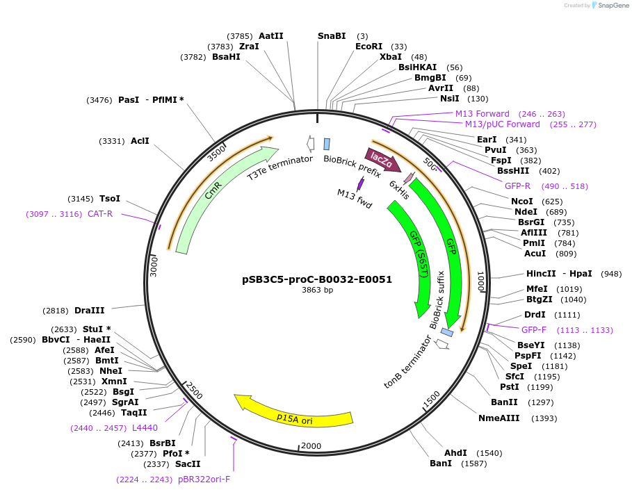 107242-plasmid-map-sequence-id-208607