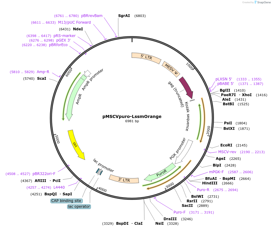 96937-plasmid-map-sequence-id-208611