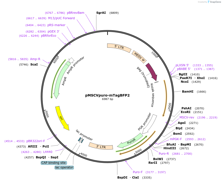 96935-plasmid-map-sequence-id-208612
