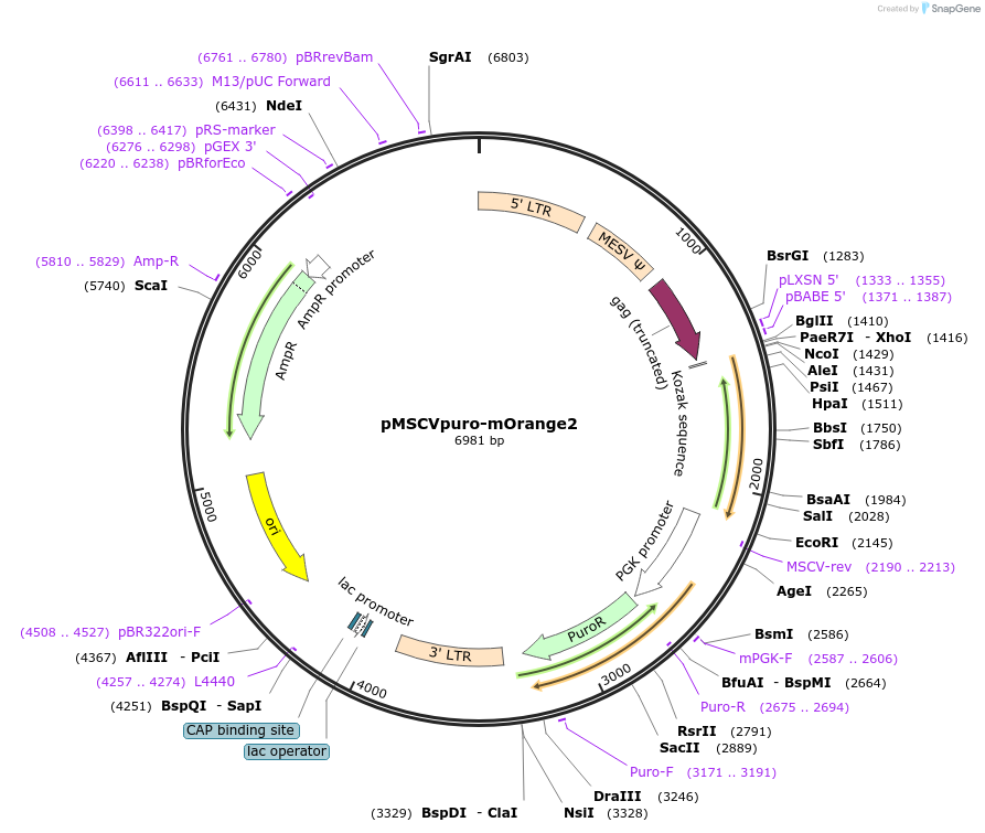 96938-plasmid-map-sequence-id-208615