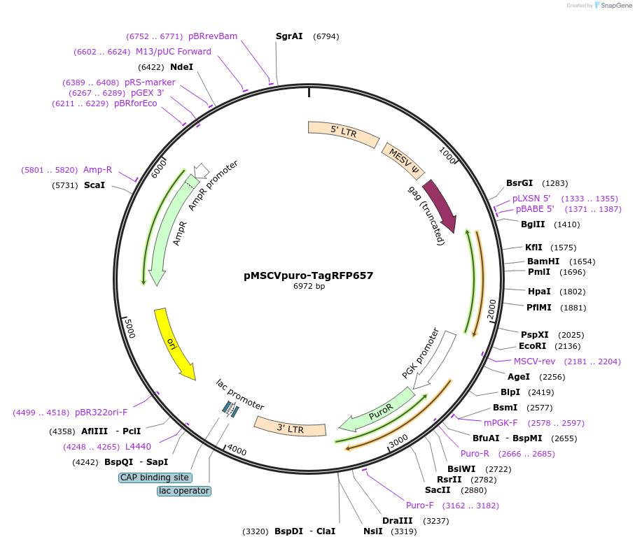 96939-plasmid-map-sequence-id-208616
