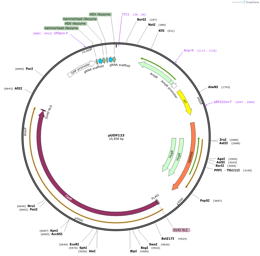 107269-plasmid-map-sequence-id-208617