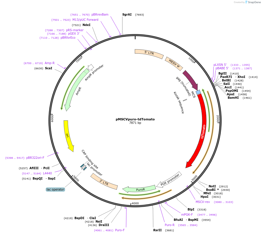 97079-plasmid-map-sequence-id-208621