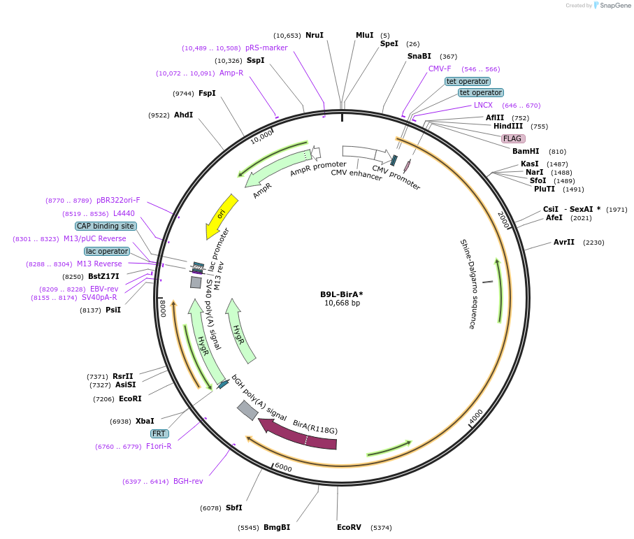 109146-plasmid-map-sequence-id-208630