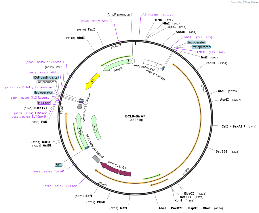 109147-plasmid-map-sequence-id-208632