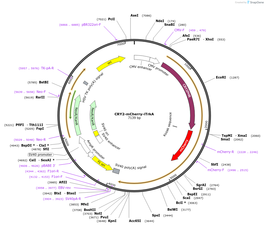 106168-plasmid-map-sequence-id-208647