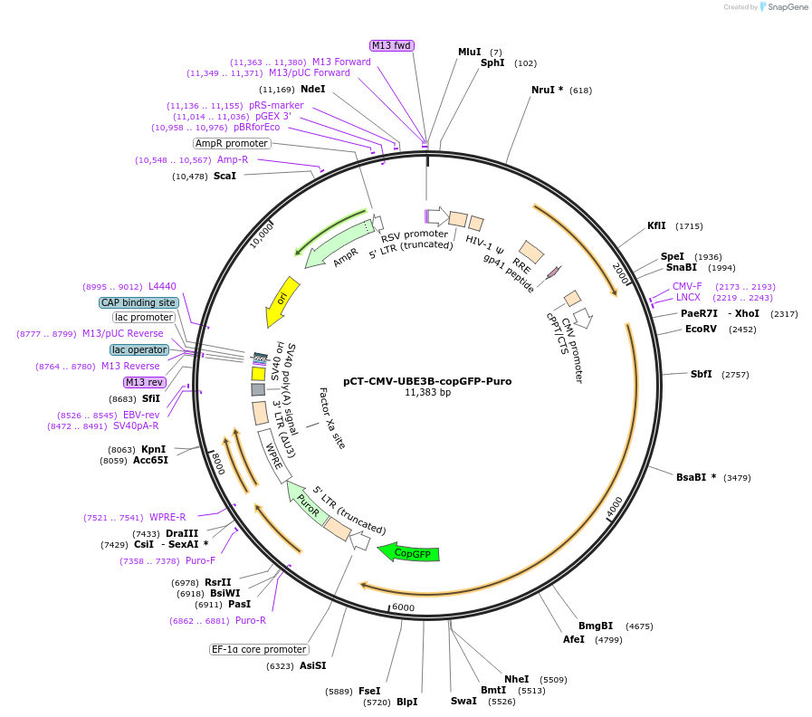 107342-plasmid-map-sequence-id-208654