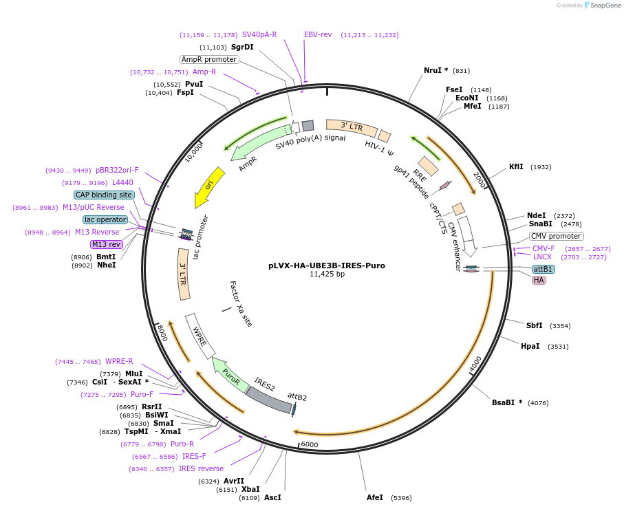 107345-plasmid-map-sequence-id-208662