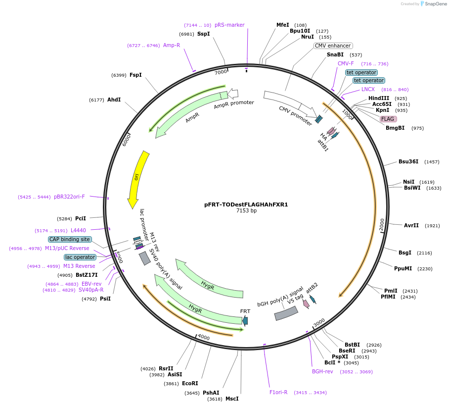 48694-plasmid-map-sequence-id-208666