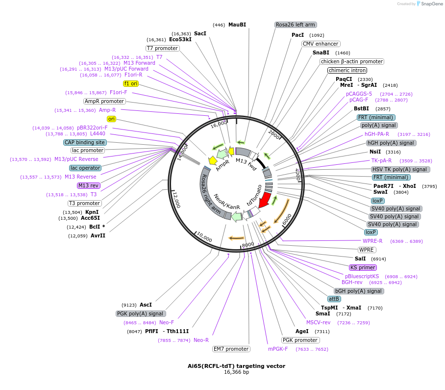 61577-plasmid-map-sequence-id-208670