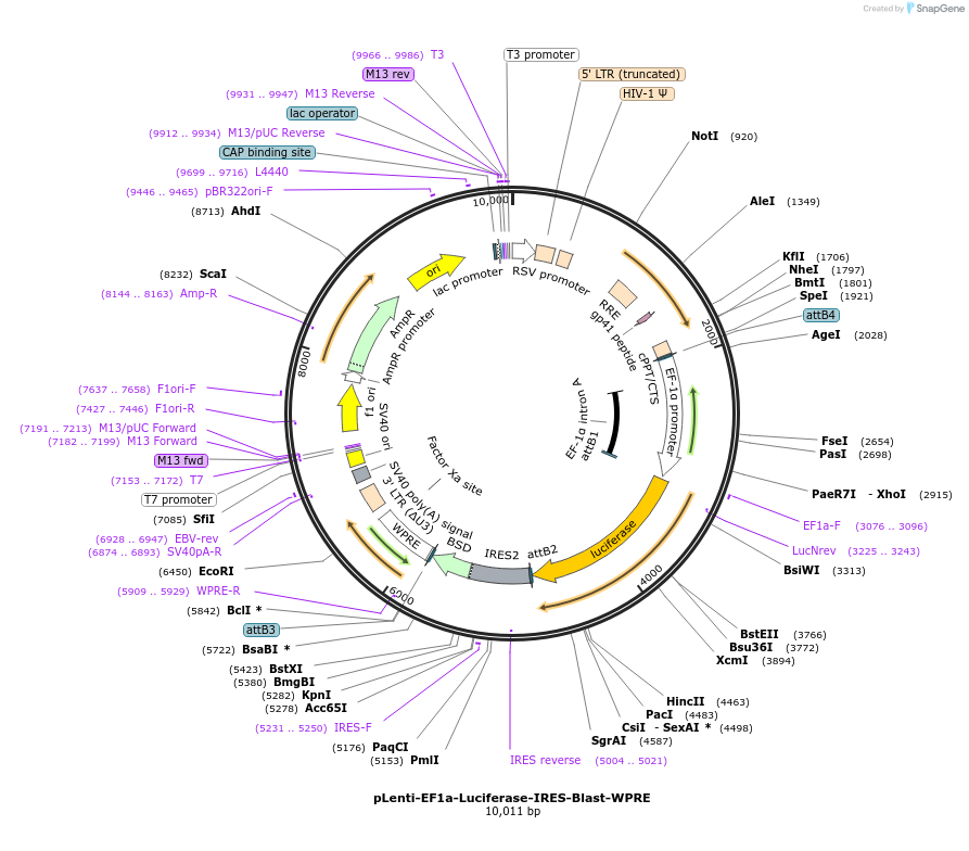108542-plasmid-map-sequence-id-208671