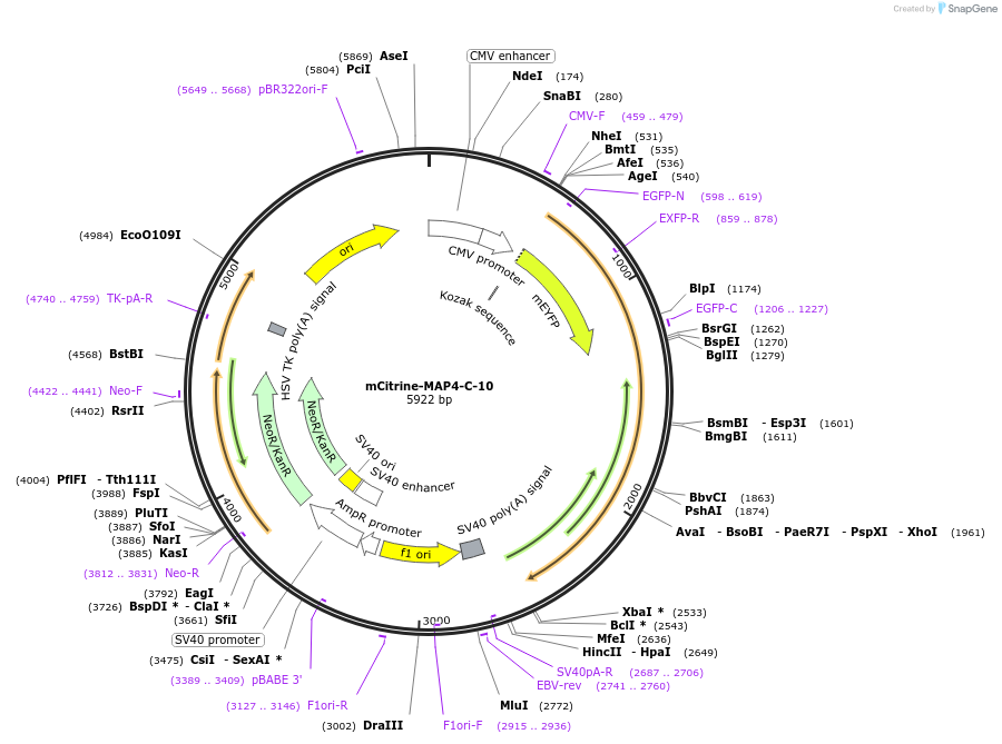 56382-plasmid-map-sequence-id-208677