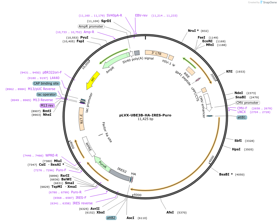 107346-plasmid-map-sequence-id-208692