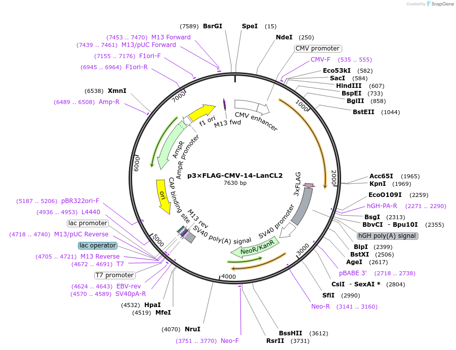 73391-plasmid-map-sequence-id-208711
