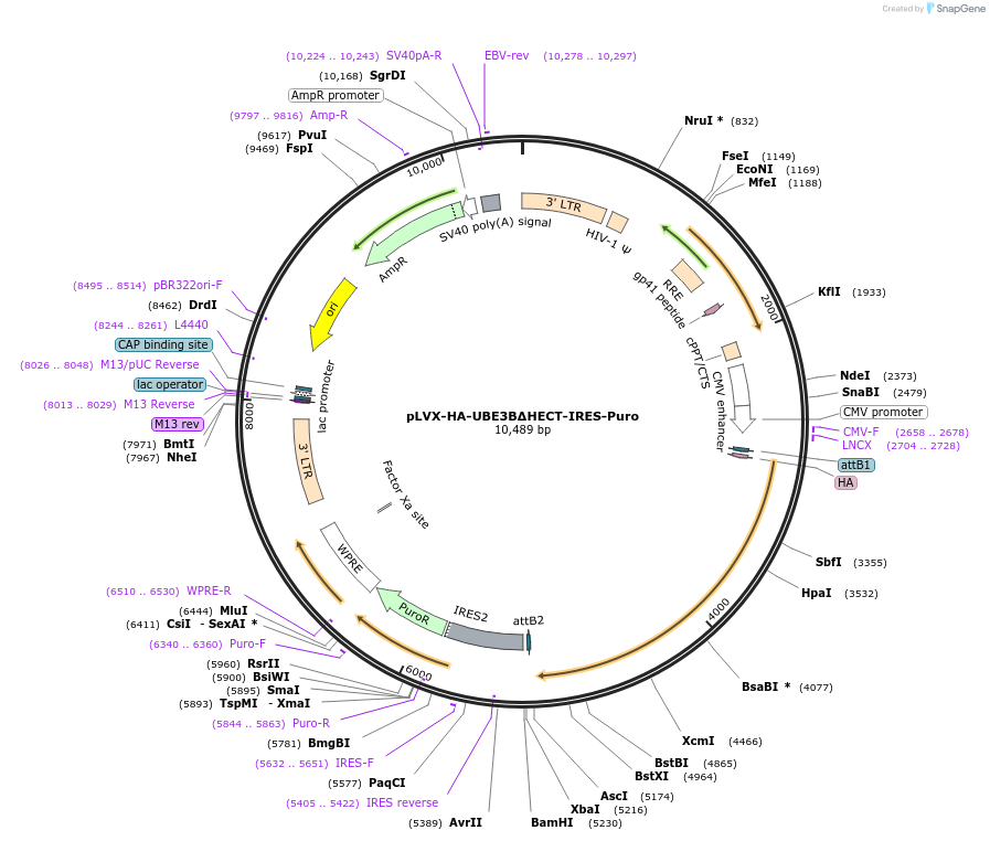 107347-plasmid-map-sequence-id-208719