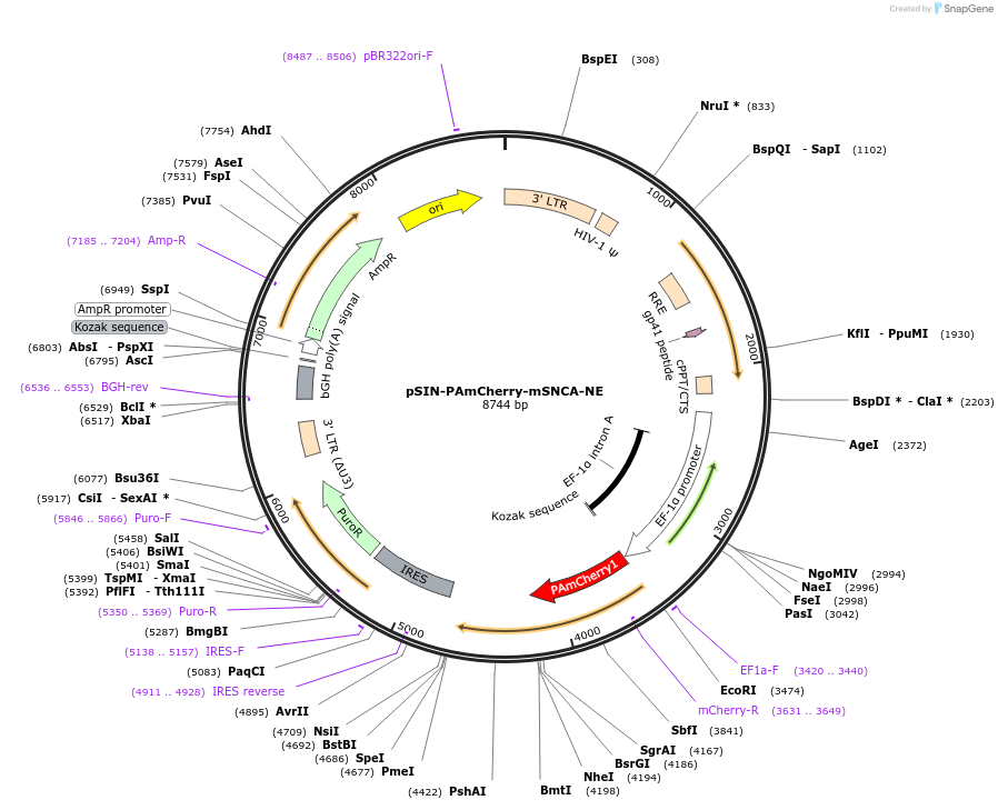 102364-plasmid-map-sequence-id-208721