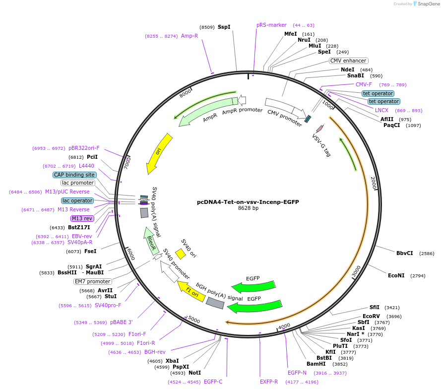 108483-plasmid-map-sequence-id-208761