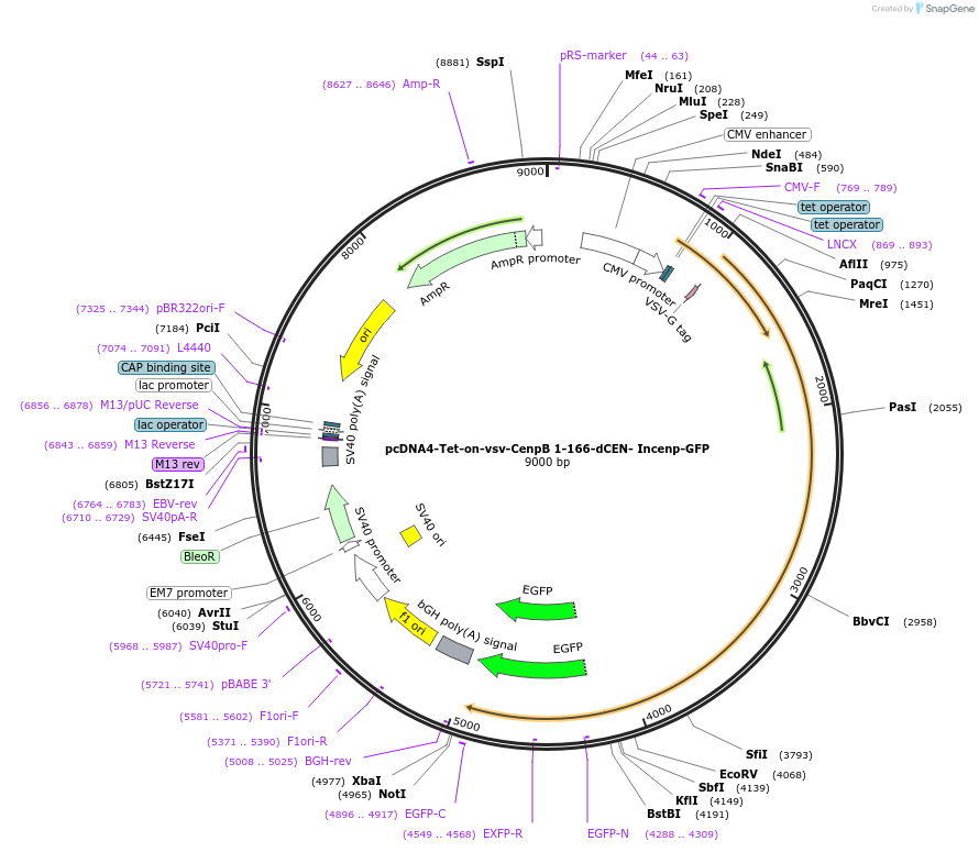 108484-plasmid-map-sequence-id-208768