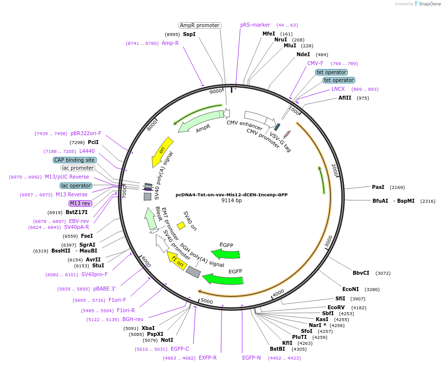 108485-plasmid-map-sequence-id-208769