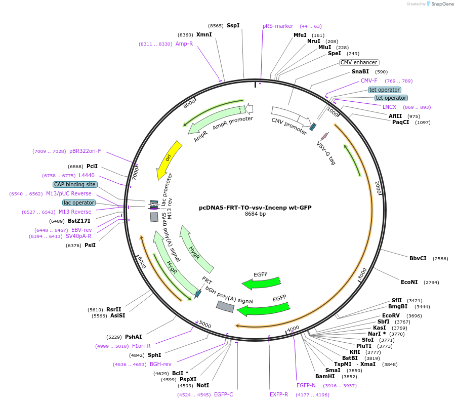 108502-plasmid-map-sequence-id-208783