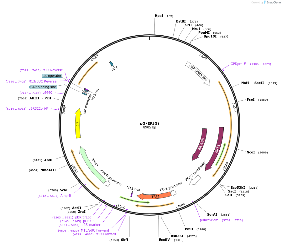 108219-plasmid-map-sequence-id-208796