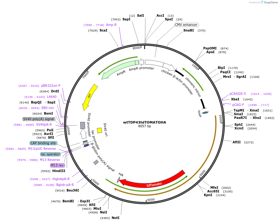 28205-plasmid-map-sequence-id-208798